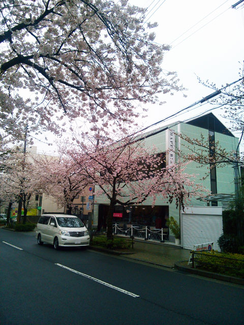 659-0067-sakura88　芦屋さくら百景８８　茶屋之町