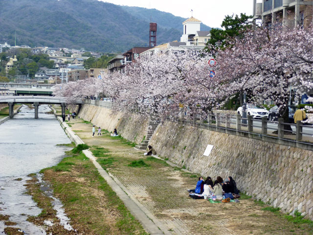 659-0068-sakura91　芦屋さくら百景９１　業平町