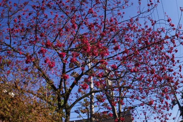 659-0074-sakura94　芦屋さくら百景９４　平田北町