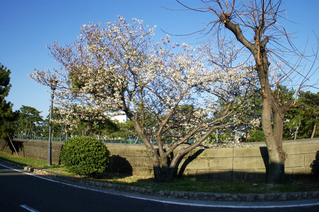 659-0074-sakura95　芦屋さくら百景９５　平田町