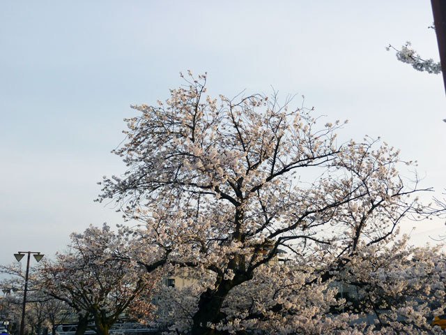 659-0082-sakura96　芦屋さくら百景９６　山芦屋町