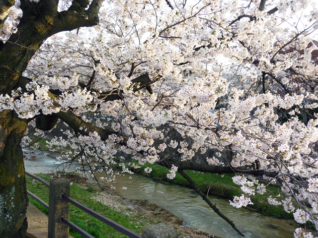 659-0082-sakura97　芦屋さくら百景９７　山芦屋町