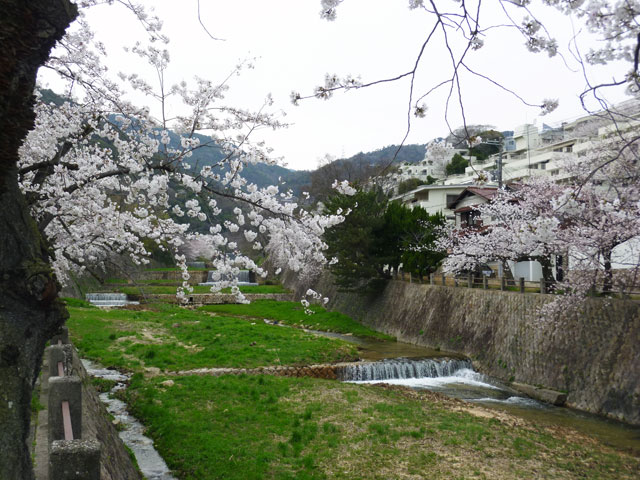 659-0083-sakura98　芦屋さくら百景９８　山芦屋町