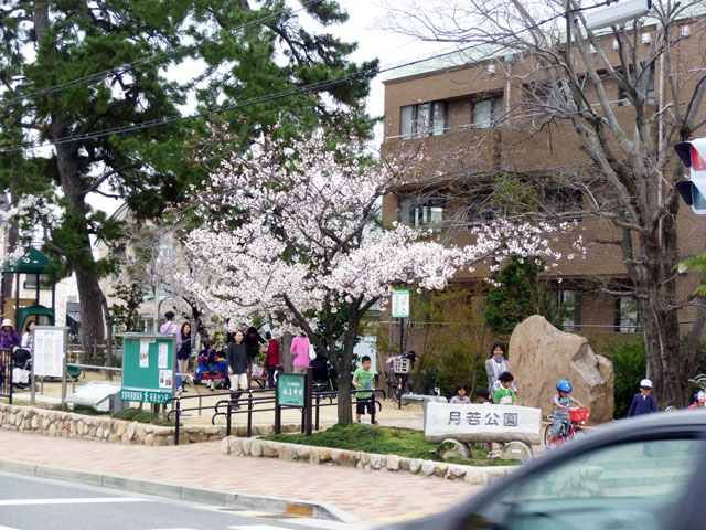 659-0084-sakura101　芦屋さくら百景１０１　月若町