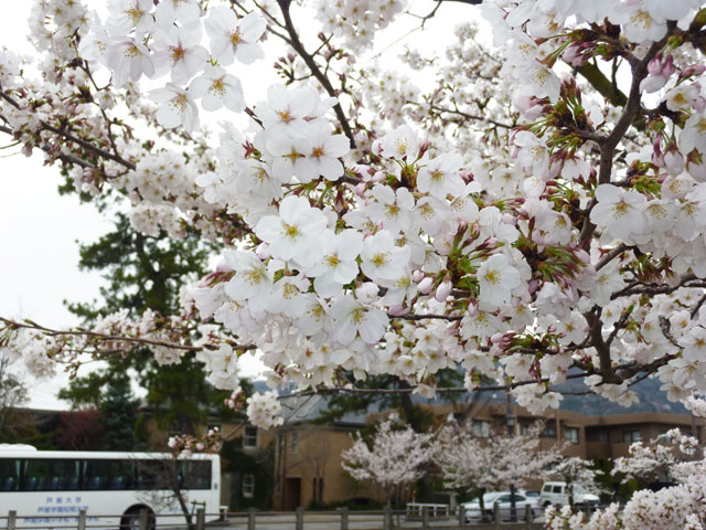 659-0084-sakura99　芦屋さくら百景９９　月若町