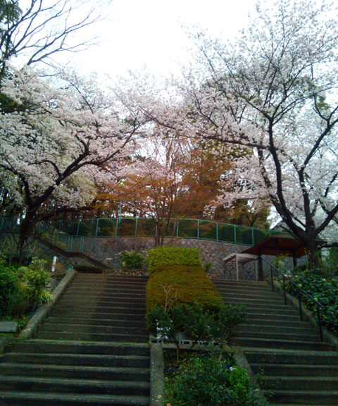 659-0091-sakura102　芦屋さくら百景１０２　東山町
