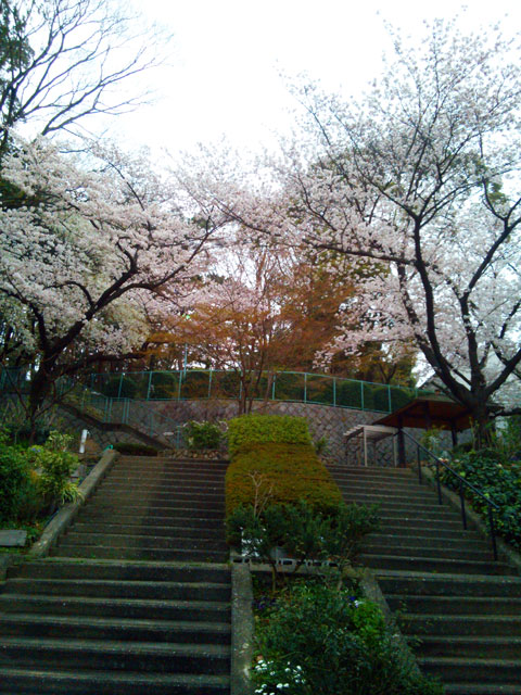 659-0091-sakura102　芦屋さくら百景１０２　東山町