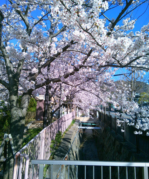 659-0091-sakura105　芦屋さくら百景１０５　東山町