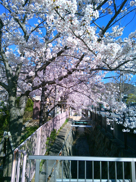 659-0091-sakura105　芦屋さくら百景１０５　東山町