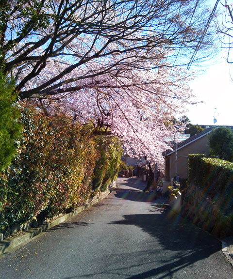 659-0091-sakura106　芦屋さくら百景１０６　東山町