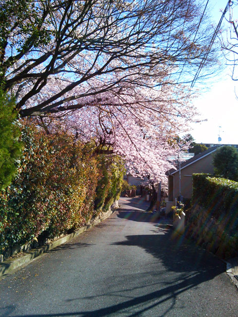 659-0091-sakura106　芦屋さくら百景１０６　東山町