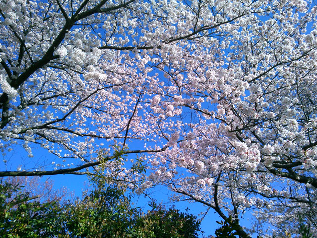 659-0091-sakura107　芦屋さくら百景１０７　東山町