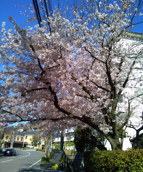 659-0091-sakura108　芦屋さくら百景１０８　東山町