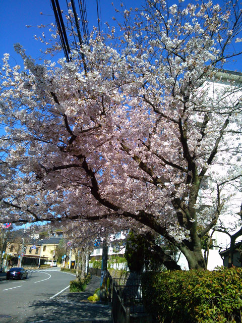 659-0091-sakura108　芦屋さくら百景１０８　東山町