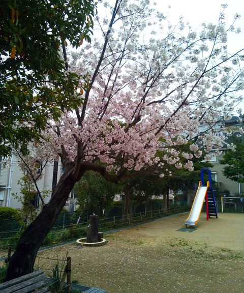 659-0091-sakura109　芦屋さくら百景１０９　東山町