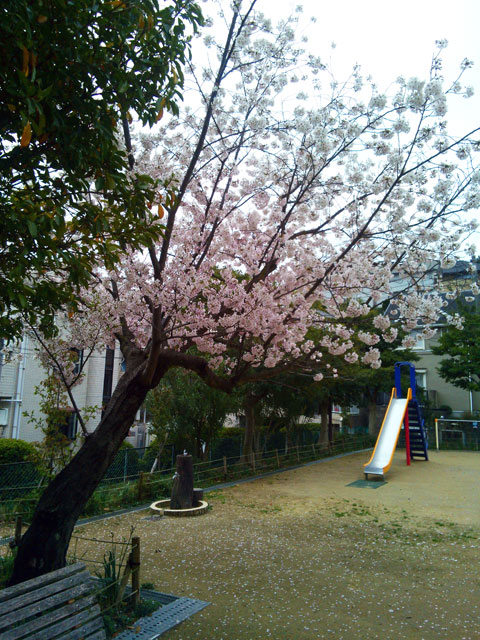 659-0091-sakura109　芦屋さくら百景１０９　東山町