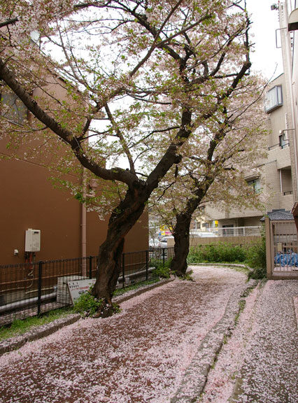 659-0092-sakura110　芦屋さくら百景１１０　大原町