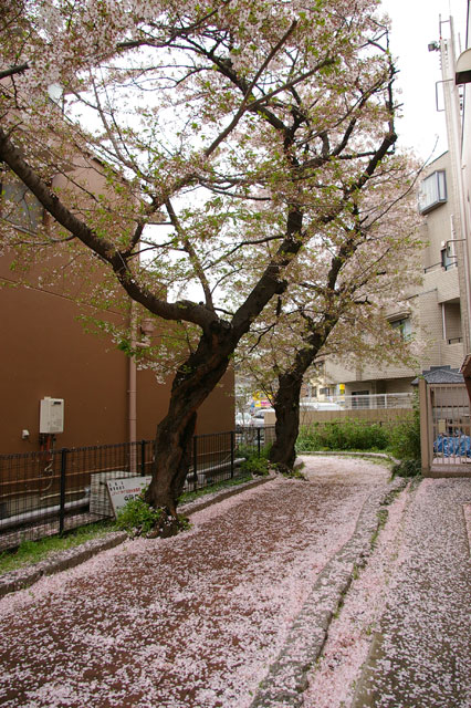 659-0092-sakura110　芦屋さくら百景１１０　大原町