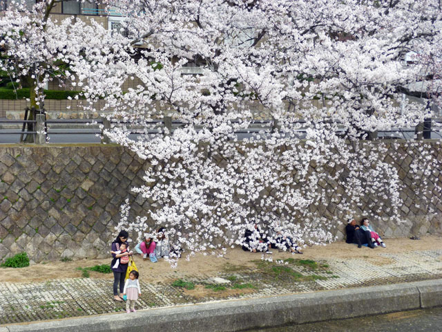 659-0094-sakura115　芦屋さくら百景１１５　松ノ内町