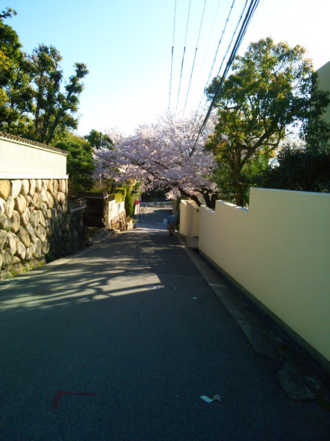 659-0095－sakura112　芦屋さくら百景１１２　東芦屋町