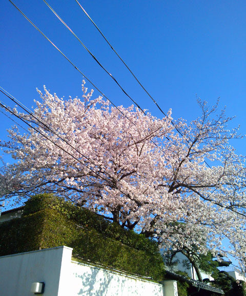 659-0091-sakura104　芦屋さくら百景１０４　東山町