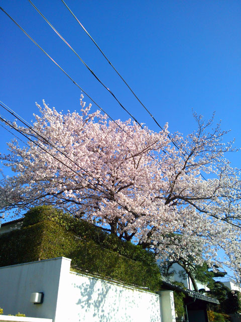 659-0091-sakura104　芦屋さくら百景１０４　東山町