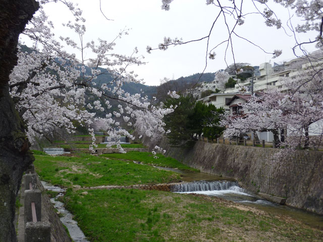 芦屋川と桜