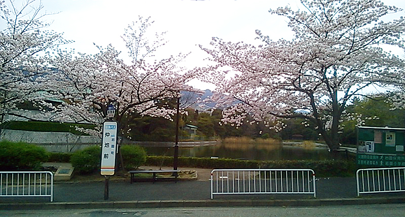 仲ノ池バス停前の桜